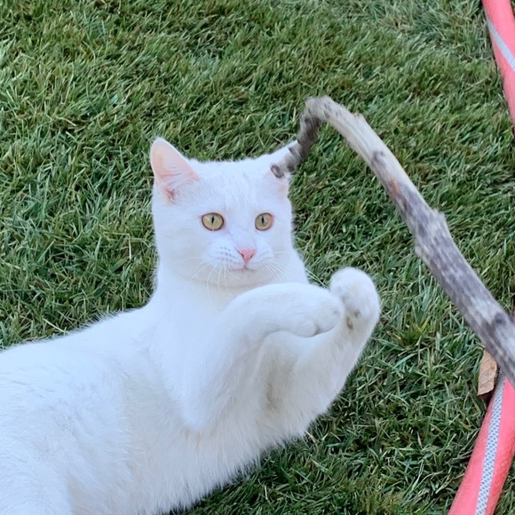 Meet your Posher, Meiyi - Picture 1 of 1